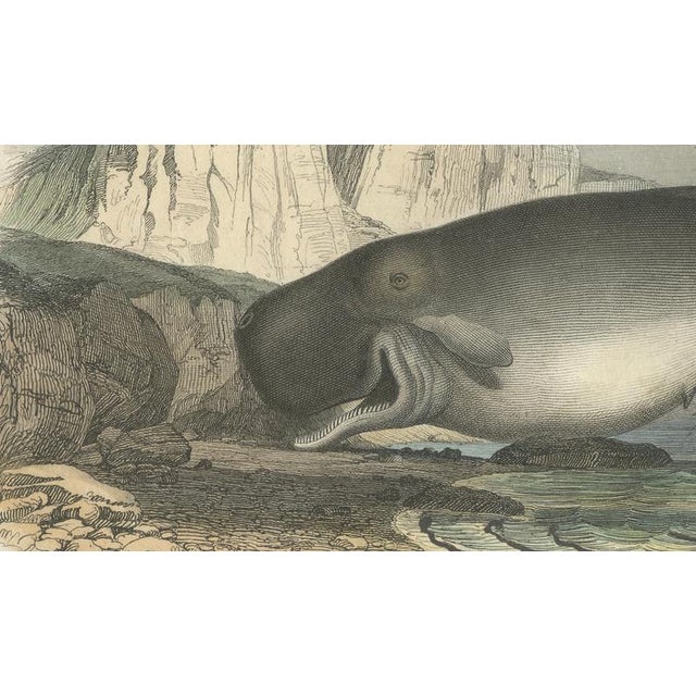 Mid 19th Century After Édouard Traviès, The Sperm Whale, 1840, Hand-Colored Engraving For Sale - Image 5 of 9