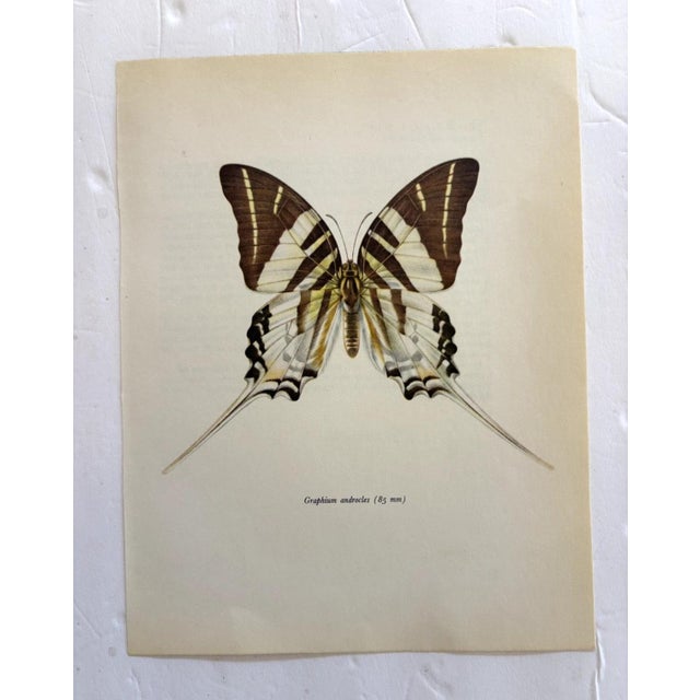 Up for sale is this gorgeous lithograph by F. Prochazka, published in Great Britain in 1965. It is in excellent, gently-...