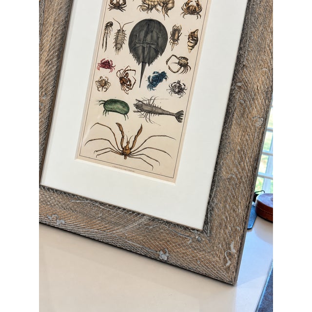 Horseshoe Crab, Shrimp and Crab Variety | Marine Life Arthropods | Original Lithograph by Fullarton, 1847 For Sale - Image 4 of 7