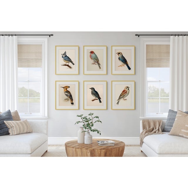 This elegant collection of fine art bird prints faithfully reproduces original 19th-century ornithological illustrations,...
