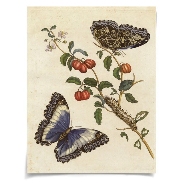 Contemporary Merian Butterfly 7, Unframed Artwork For Sale - Image 3 of 3