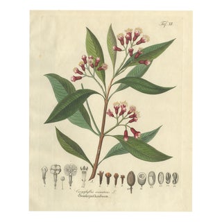 Caryophyllus Aromaticus, 1800s, Paper For Sale