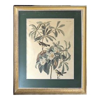 Mid 20th Century Framed John James Audubon "Bachmans Warbler" No 37 Print For Sale