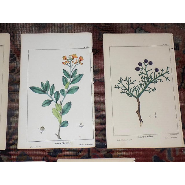 Realism Antique 19th Century North AmericanTree Lithographs- Set of 7 For Sale - Image 3 of 8