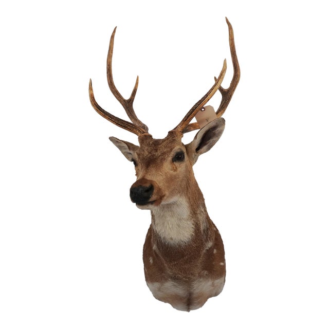 Spotted Deer Head & Bust Mount For Sale