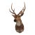 Spotted Deer Head & Bust Mount For Sale