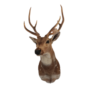 Spotted Deer Head & Bust Mount