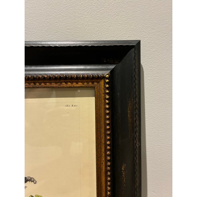 English Vintage Moths & Oak Tree Botanical Print in Black & Gold Wood Frame For Sale - Image 3 of 4