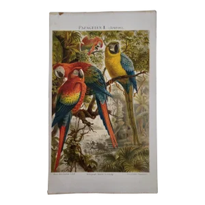 Parrot Bird Print, Papageien II (Araras), 'Institut in Leipzig', 1895 Original Chromolithograph
