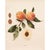 Paper 1900s U. P. Hedrick, Original Antique Photogravure of Thurber Peaches For Sale - Image 7 of 7