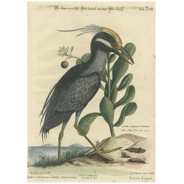 Seligmann, American Crested Bittern, 1800s, Paper For Sale