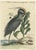 Seligmann, American Crested Bittern, 1800s, Paper For Sale