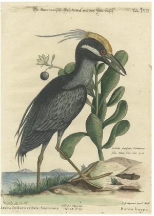 Seligmann, American Crested Bittern, 1800s, Paper