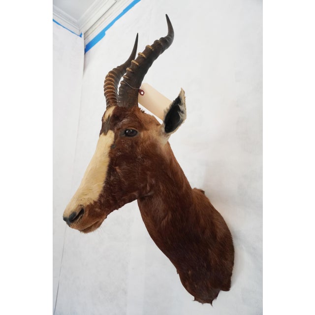 Blesbok Antelope Mount Bust Head For Sale - Image 4 of 17
