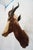 Blesbok Antelope Mount Bust Head For Sale - Image 4 of 17