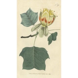 Curtis, Botany Illustration of Liriodendron Tulipifera or Common Tulip Tree, 1794, Print For Sale