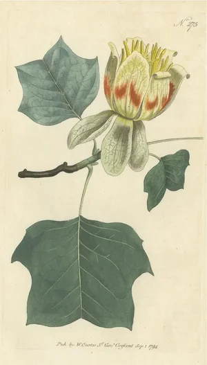 Curtis, Botany Illustration of Liriodendron Tulipifera or Common Tulip Tree, 1794, Print