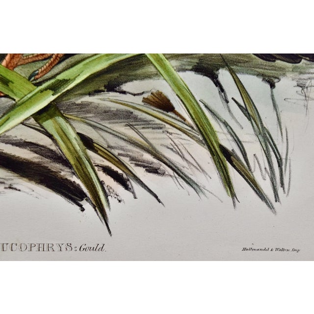 White Eye-Browed Partridges: Hand-Colored Folio-Sized Bird Lithograph by Gould, 1840-1848 For Sale In San Francisco - Image 6 of 8