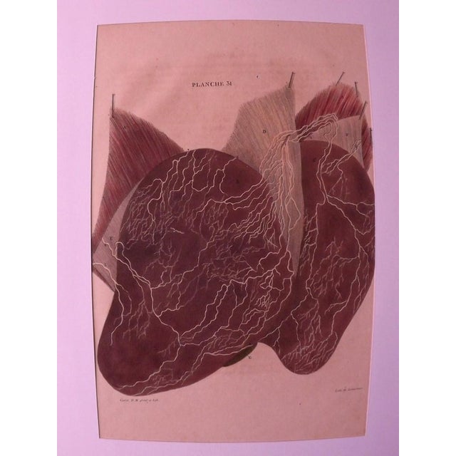 DC Gallet, 10 The Body of Man by Dr. Galet, 1841, Lithographs For Sale - Image 4 of 11