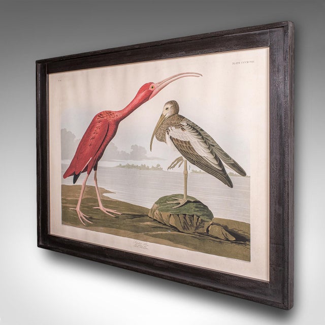 English Vintage Scarlet Ibis Picture, English, Framed Print, Jj Audubon, Wildlife Art For Sale - Image 3 of 9
