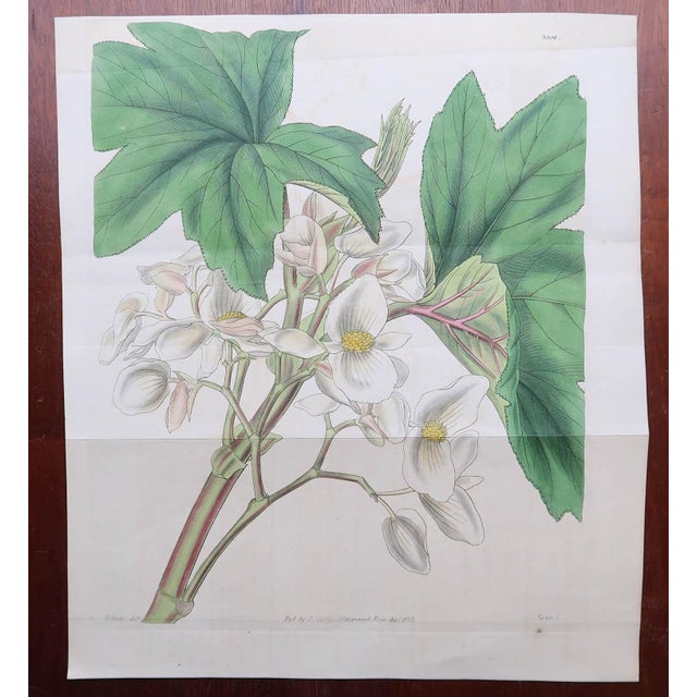 Botanical Prints, 1837, Paper, Set of 9, in Good conditions. Designed before 1890