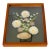 Palm Beach Sea Shell Art Floral Installation Framed For Sale