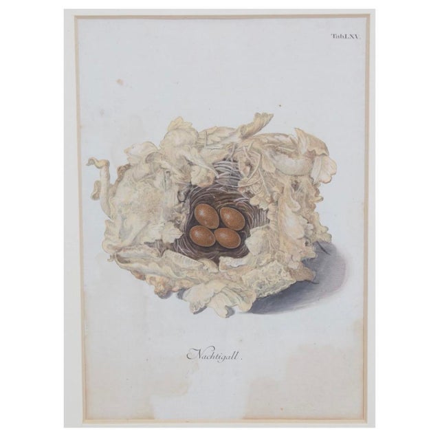 Beige Set of 8 Antique 18th & 19th C Oological Engraving Prints of Eggs & Nests For Sale - Image 8 of 11