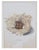 Beige Set of 8 Antique 18th & 19th C Oological Engraving Prints of Eggs & Nests For Sale - Image 8 of 11