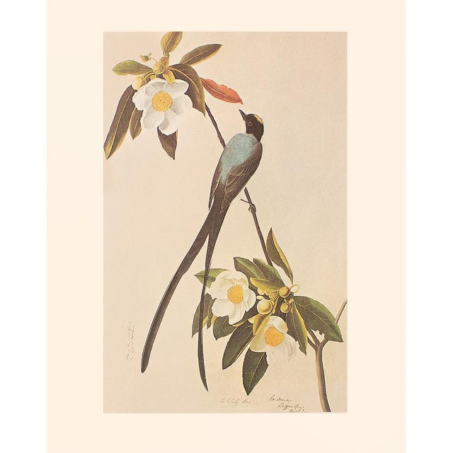 Fork-Tailed Flycatcher After Audubon,1966 American Classical Print For Sale In Dallas - Image 6 of 9