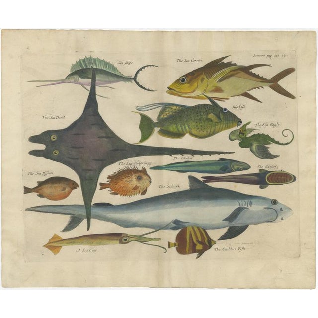 John Nieuhoff, Exotic Fish, 1800s, Paper, Set of 5 For Sale - Image 4 of 10