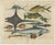 John Nieuhoff, Exotic Fish, 1800s, Paper, Set of 5 For Sale - Image 4 of 10