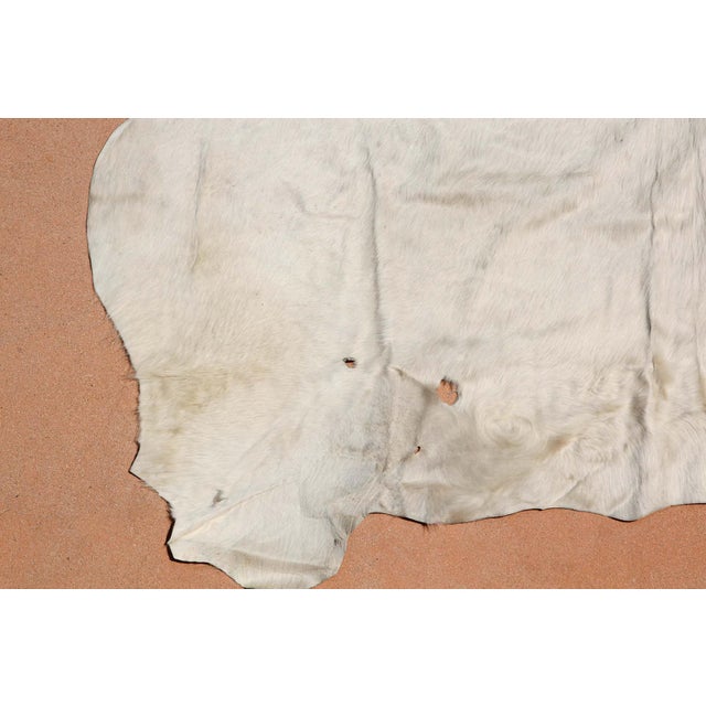 Animal Skin Hand-Crafted White Cowhide Rug from Argentina, Folk Art Style, 1980 For Sale - Image 7 of 18