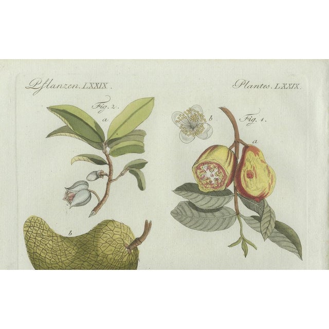 Bertuch, Tropical Fruits, 1800, Engraving For Sale - Image 3 of 9