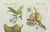 Bertuch, Tropical Fruits, 1800, Engraving For Sale - Image 3 of 9