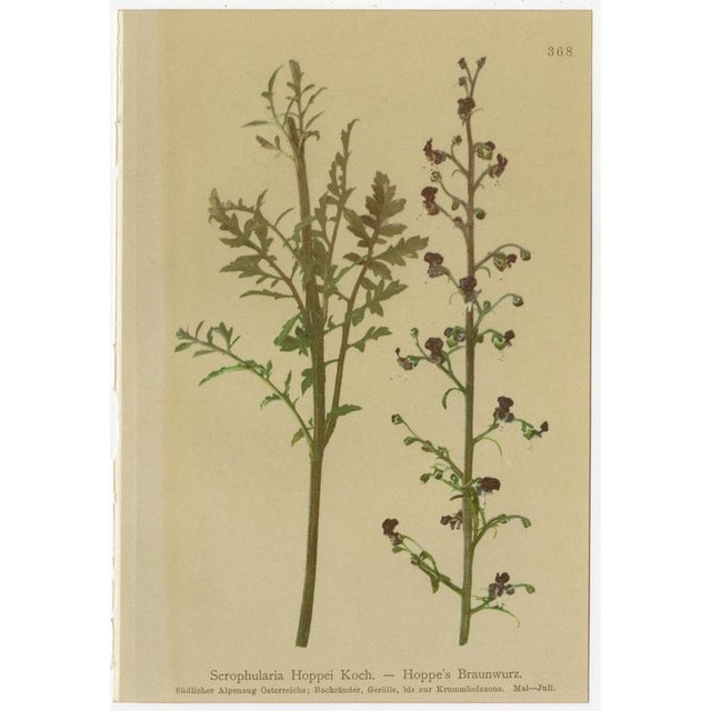 After Anton Hartinger, Alpine Botanical Plates, Chromolithographs, 1897, Set of 8 For Sale - Image 9 of 12
