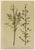 After Anton Hartinger, Alpine Botanical Plates, Chromolithographs, 1897, Set of 8 For Sale - Image 9 of 12