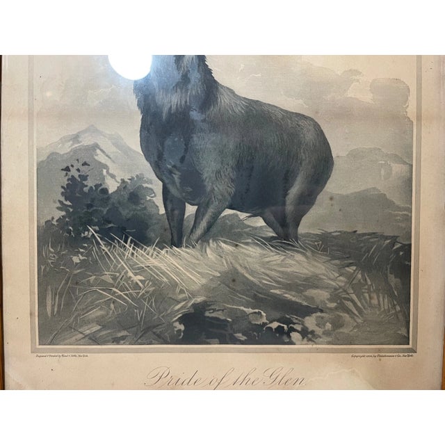 Rare Antique 1894 Wand and Noble Pride of the Glen Moose Elk Engraving Print Art For Sale - Image 14 of 14