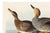 Not Yet Made - Made To Order Gadwall Duck, Vintage Art Print Reproduction From Birds of America by John James Audubon, 30" X 20" For Sale - Image 5 of 10
