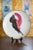 ERTE "BEAUTY AND THE BEAST" LIMITED EDITION PLATE Era: 1990s Artist: Erté (Romain de Tirtoff) Manufacturer: Franklin...