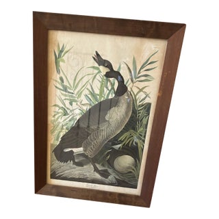 Canada Goose by John James Audubon – Framed Print From 1944 Macmillan Edition of the Birds of America For Sale