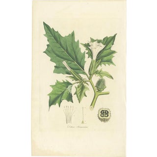 Curtis, Botany Illustration of Datura Stramonium, 1817, Print For Sale
