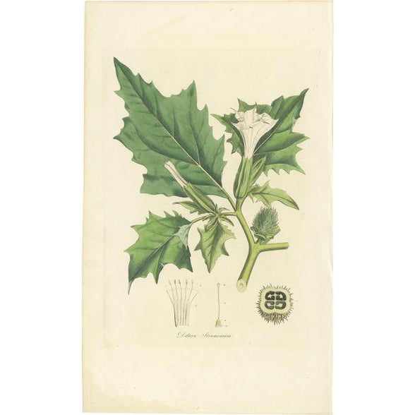 Curtis, Botany Illustration of Datura Stramonium, 1817, Print For Sale