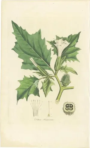 Curtis, Botany Illustration of Datura Stramonium, 1817, Print
