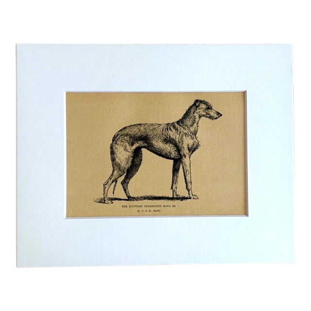 Antique Dog Print in 8 x 10 Mat, ca. 1890: "The Scottish Deerhound Rona III" For Sale
