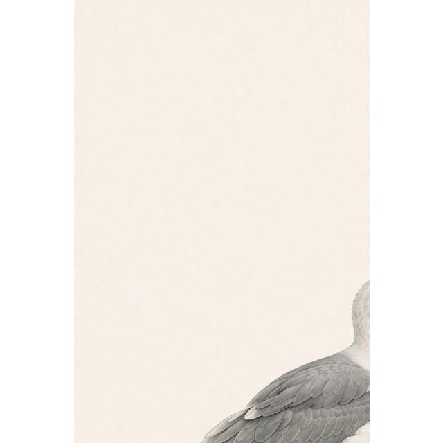 Coastal Seagull Study, Neutral Bird Wall Art Print, 24″ × 36″ Reproduction For Sale In Buffalo - Image 6 of 10