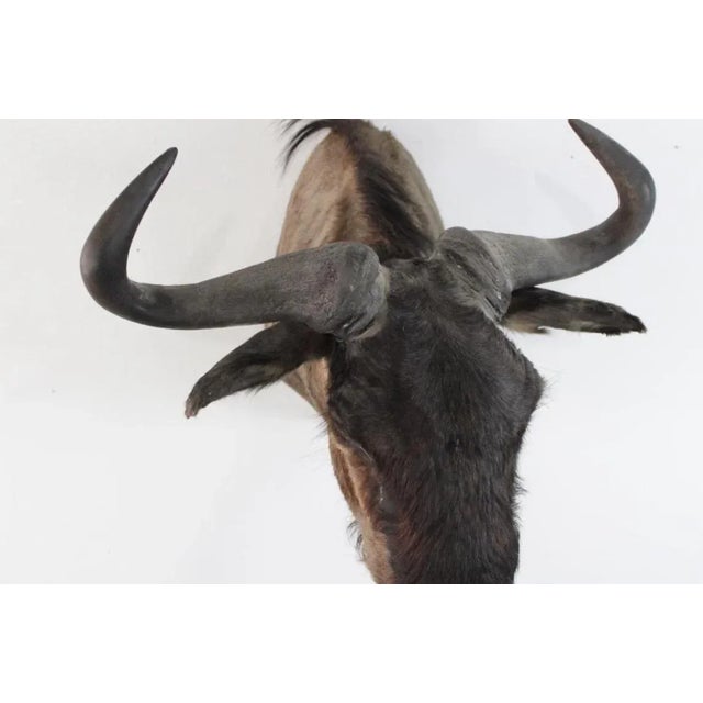 Animal Skin 1950s African Wildebeast Head Bust For Sale - Image 7 of 12