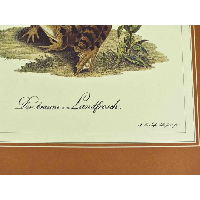 Mid 20th Century Mid 20th Century German Naturalist Illustration j.c. Susemihl Frogs and Pintail Duck Prints - Set of 3 For Sale - Image 5 of 11