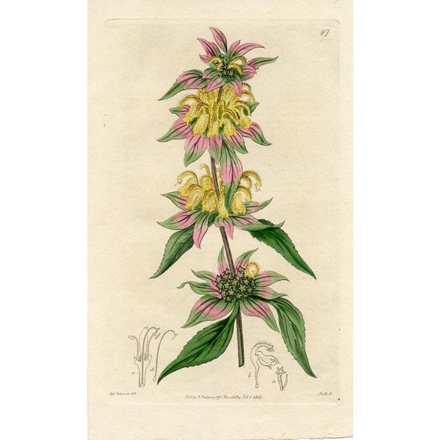 Original early-1800s hand colored engraving that appeared in "The Botanical Register", a British horticultural journal...