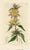 Original early-1800s hand colored engraving that appeared in "The Botanical Register", a British horticultural journal...