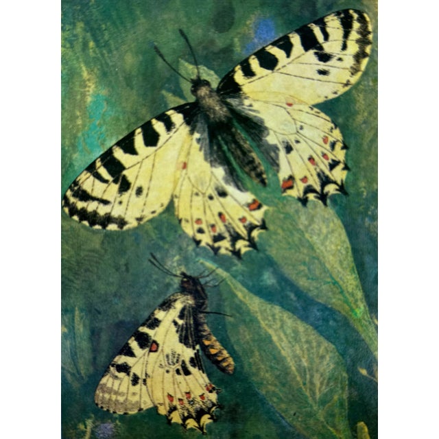 Set of 16 - 1980's Framed Original Butterflies Prints by L. Aristoff (1919-2009), Russian film director and painter....